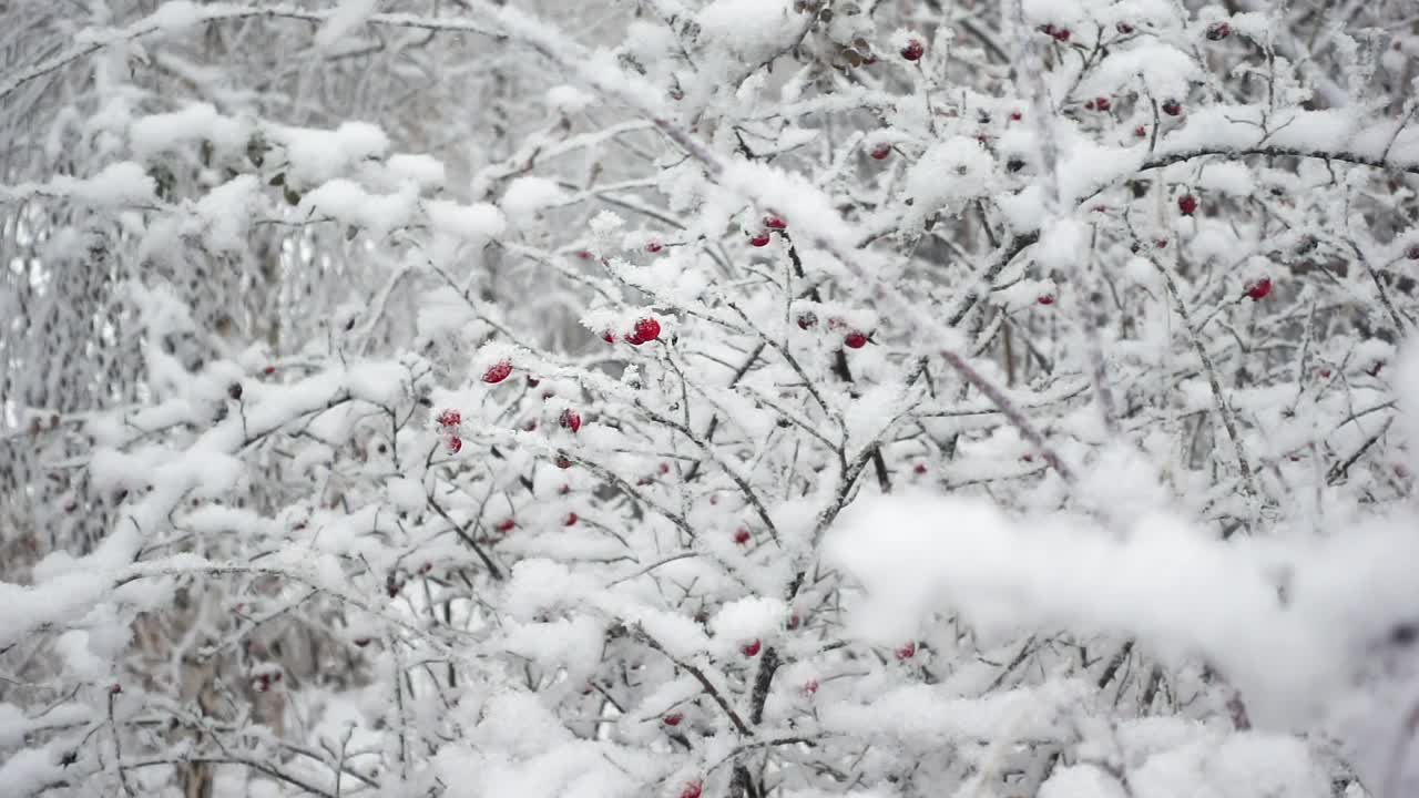 被雪覆盖的树木和树枝上挂着明亮冰冻浆果的石楠的特写视频素材