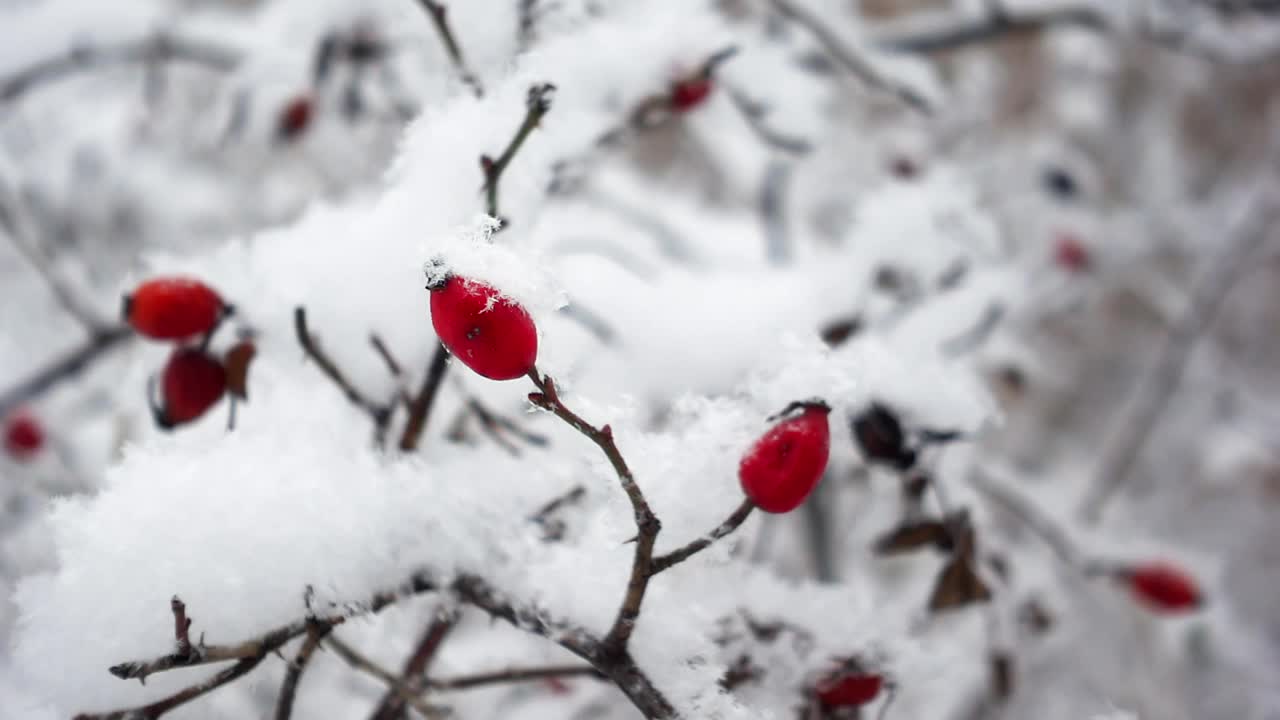 鲜红的野蔷薇果挂在树枝上，在飘落的雪花中缓缓移动视频素材