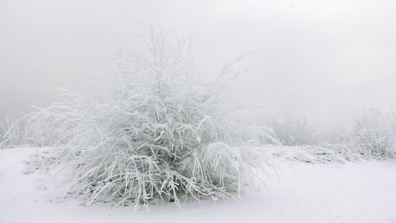 用慢镜头拍摄了冬日树林里积雪下的灌木丛视频素材