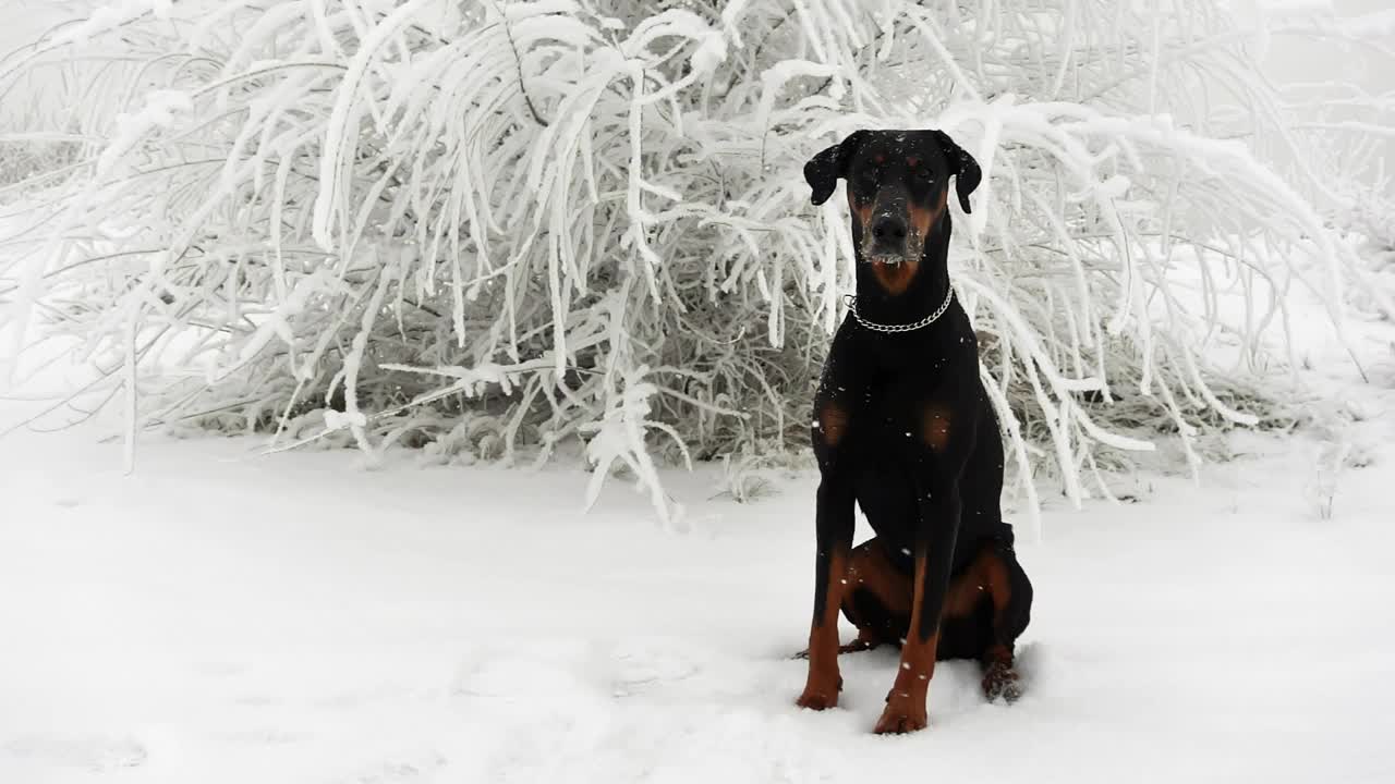 一只黑色的杜宾犬正坐在飘落的雪花中间的灌木丛背景上视频素材