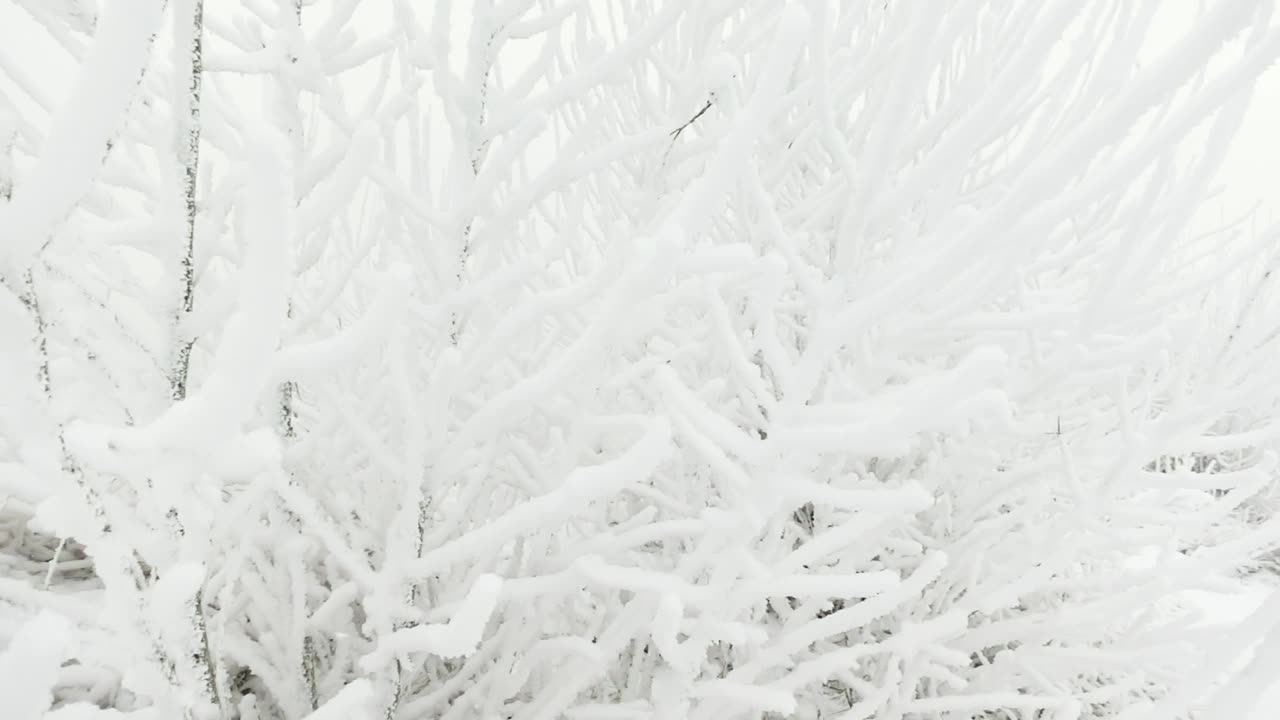 冰冻的树枝之间的雪花在云的天空背景的慢镜头视频素材