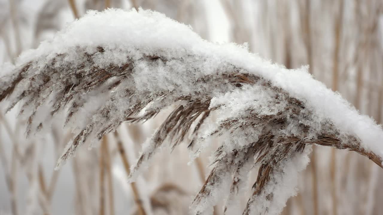 宏观的一个单一的芦苇茎颤抖的风在一个冬天的田野之间的雪花视频素材