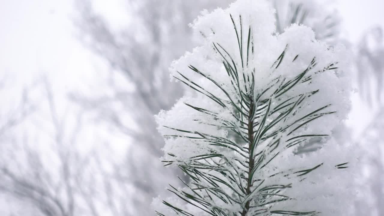 松枝被雪覆盖的慢镜头视频素材