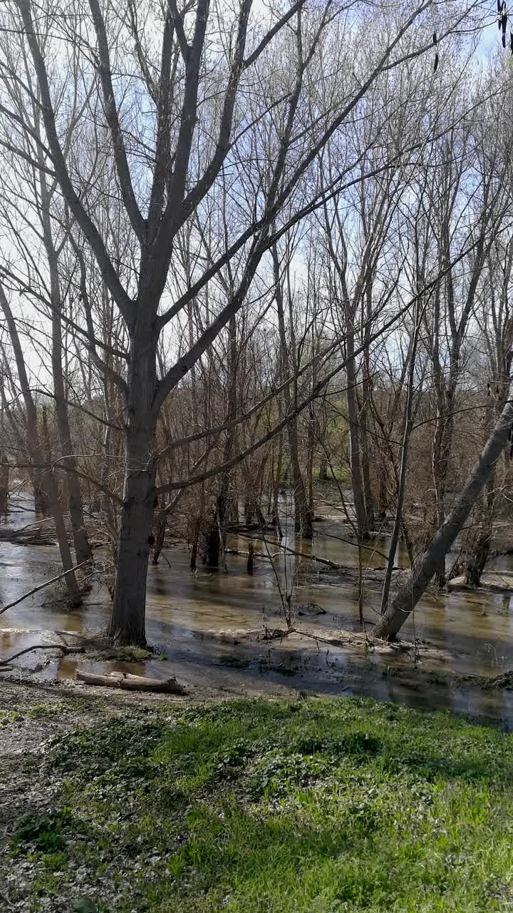 沼泽视频素材