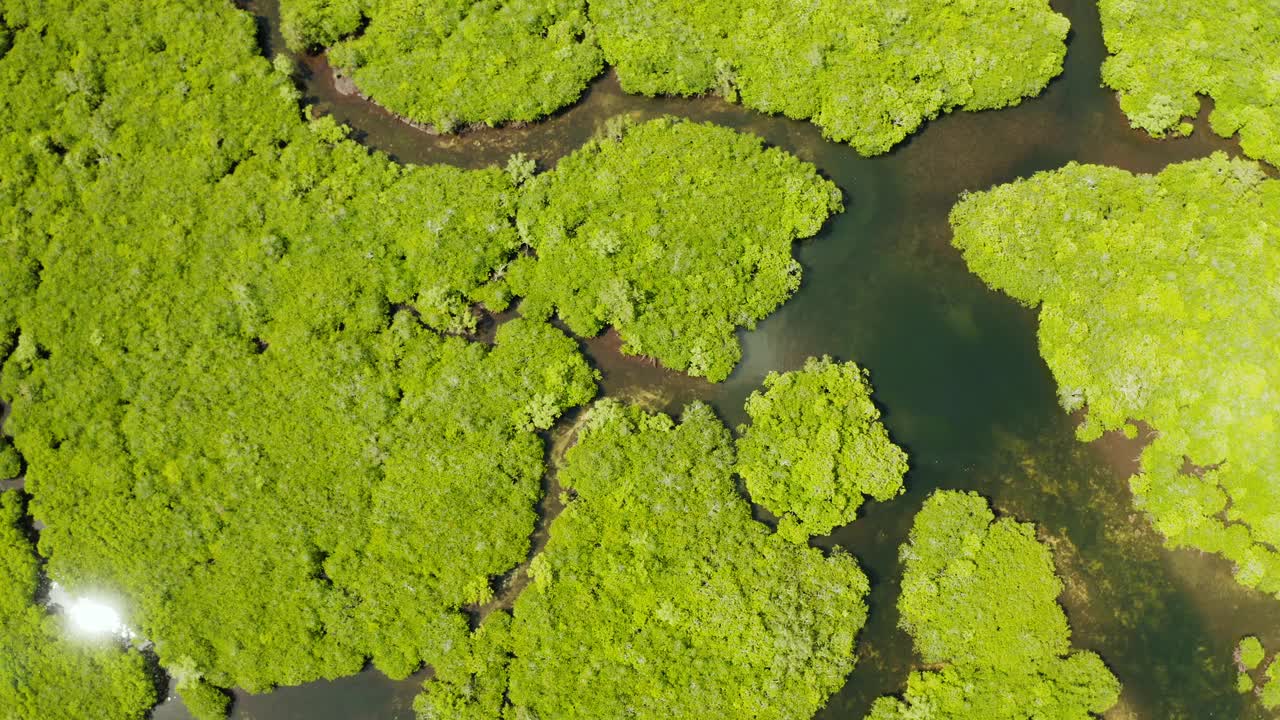 红树林和河流鸟瞰图视频素材