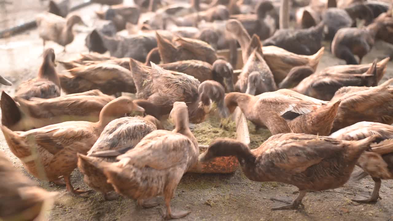 家鸭和鸡吃西葫芦片视频素材