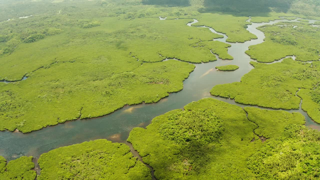 红树林和河流鸟瞰图视频素材