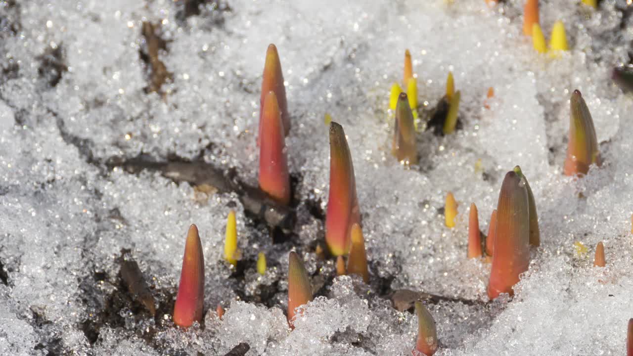 雪在春天融化视频素材