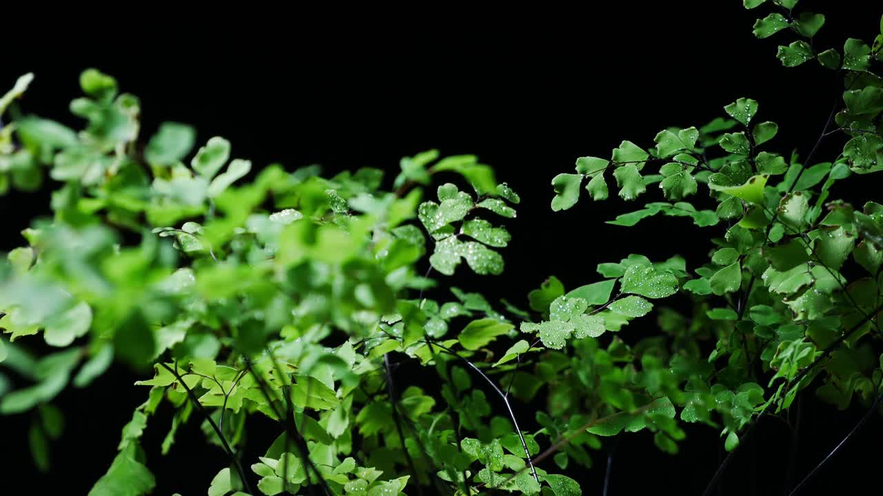 中国的草药。生物活性食品补充剂。铁线蕨蕨类植物。戒掉烟酒瘾。视频素材