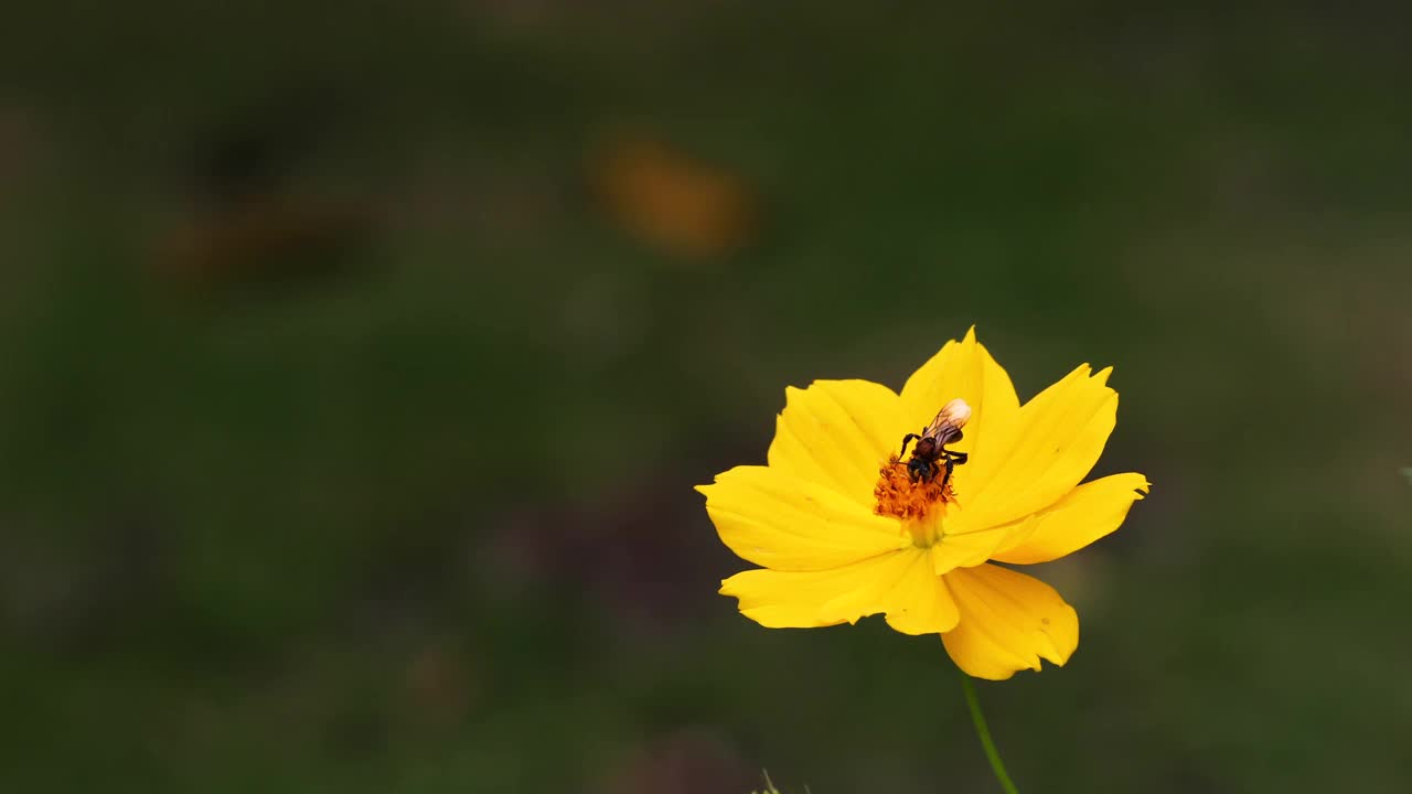 春天单雏菊花和蜜蜂。视频素材