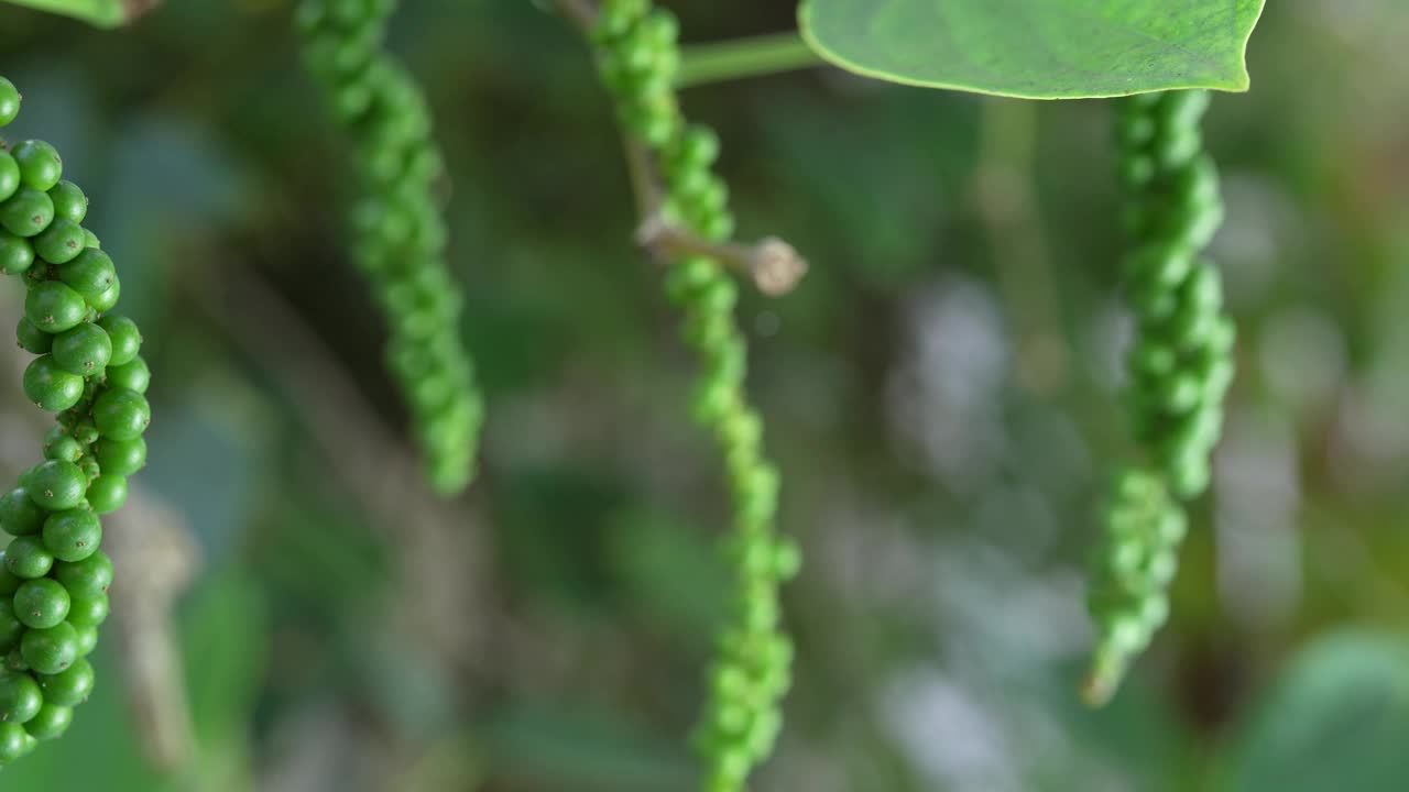 青椒在花椒树花园里，新鲜的黑胡椒在花园里种植。视频素材