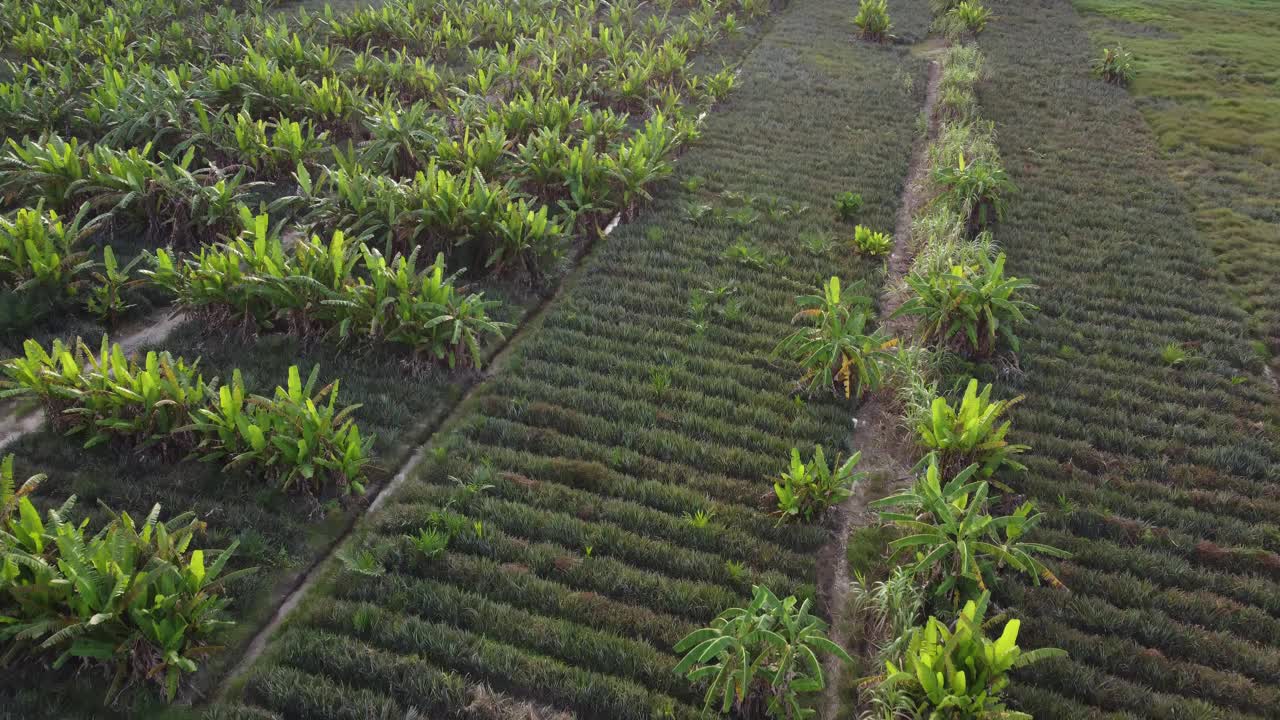 香蕉农场鸟瞰图视频素材
