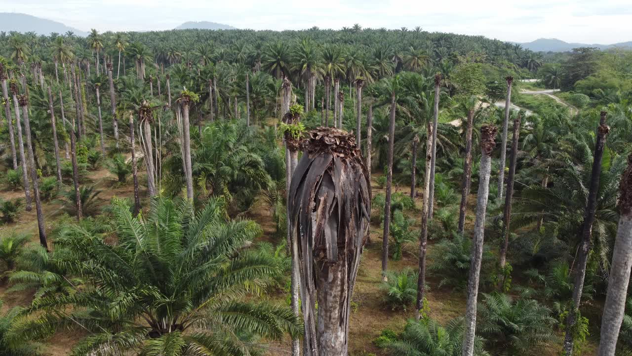 干裸树油棕榈种植园视频素材