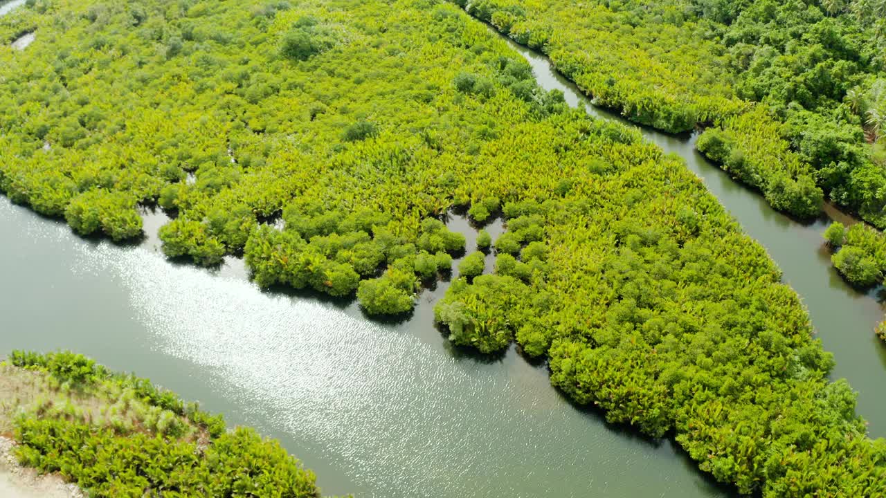 红树林和河流鸟瞰图视频素材