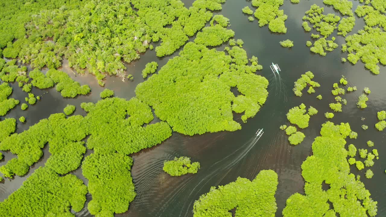 红树林和河流鸟瞰图视频素材