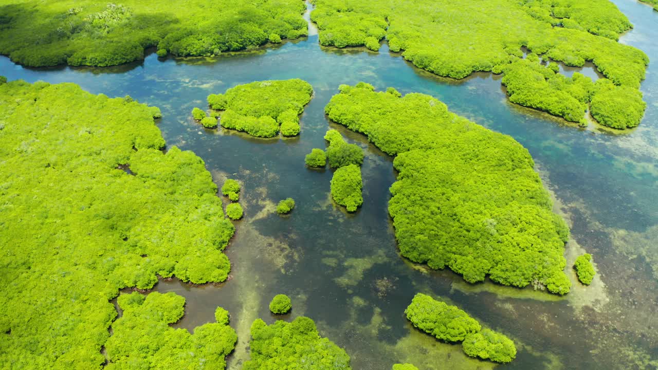 红树林和河流鸟瞰图视频素材