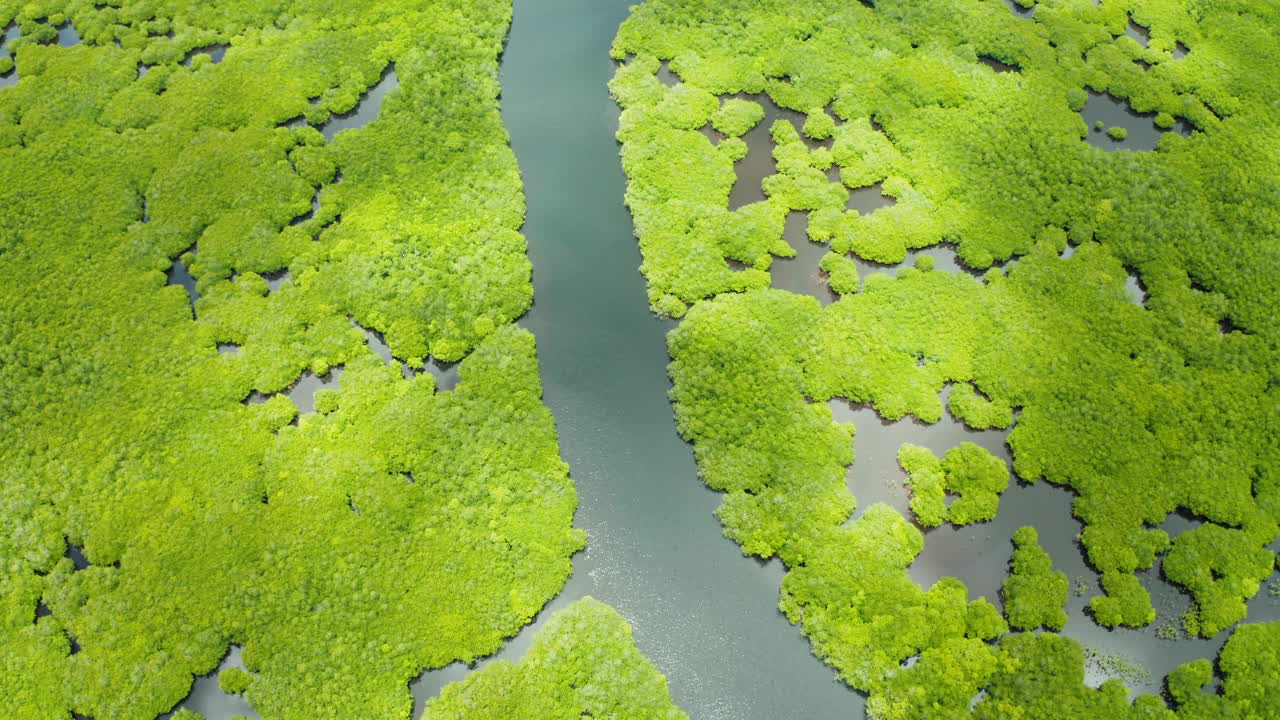 红树林和河流鸟瞰图视频素材