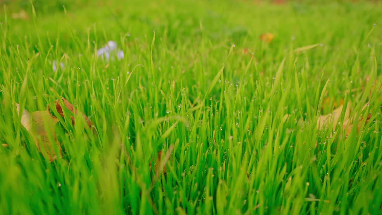 雨后的草坪清新明亮视频素材