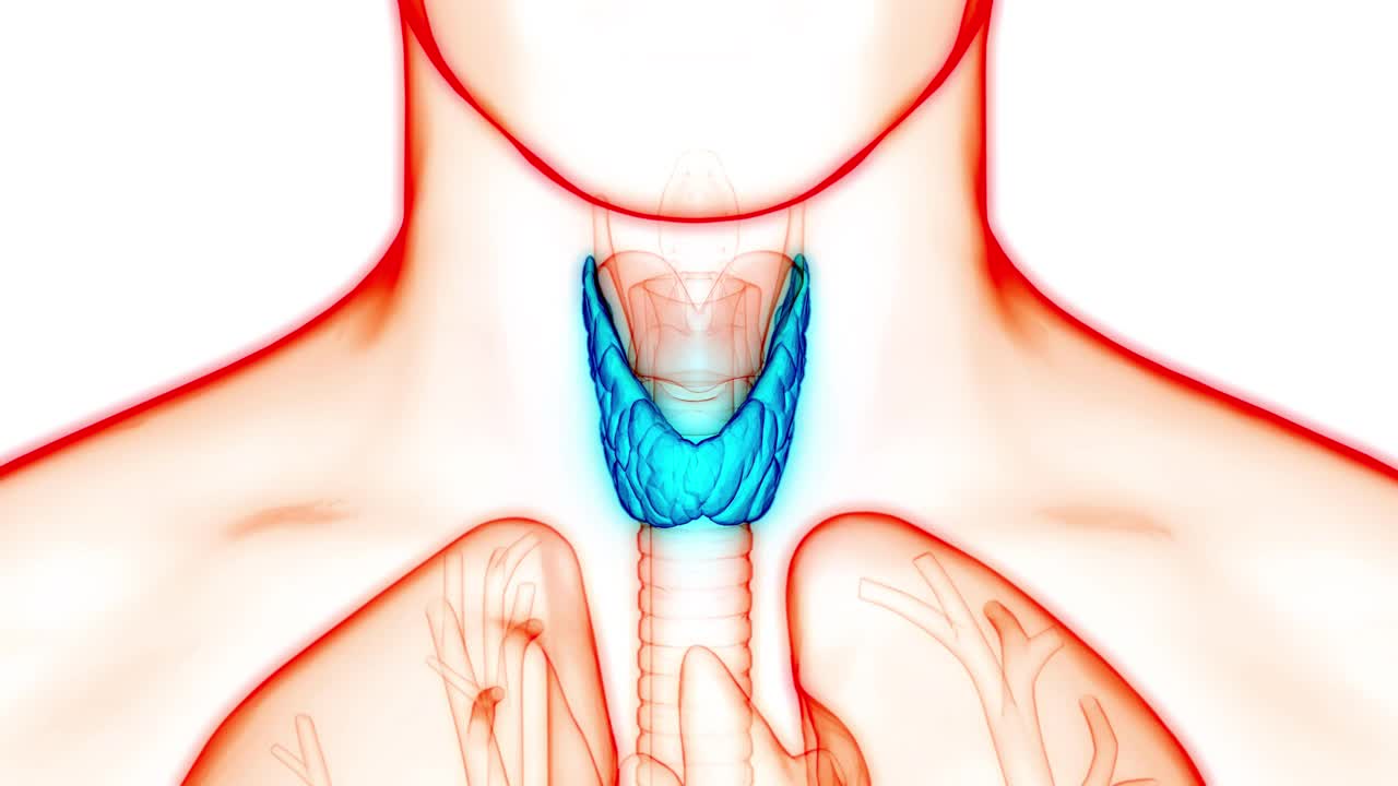 人体腺体甲状腺解剖动画概念视频素材