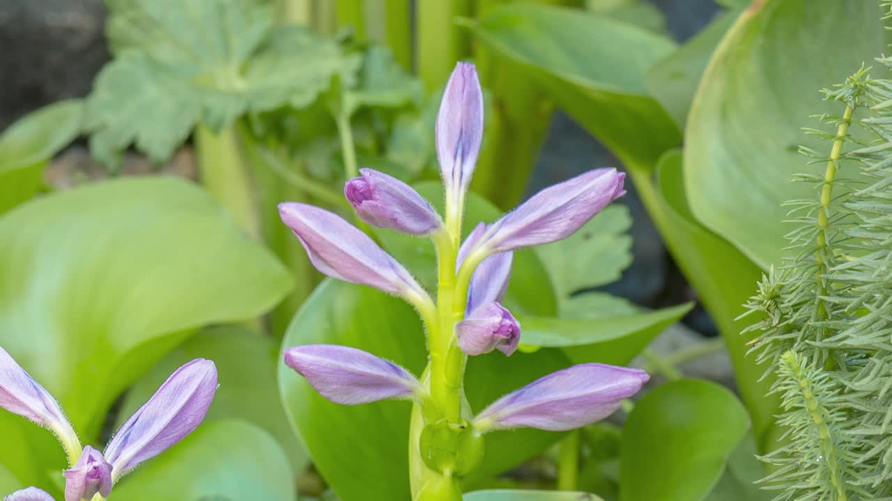 水葫芦的时间流逝视频素材