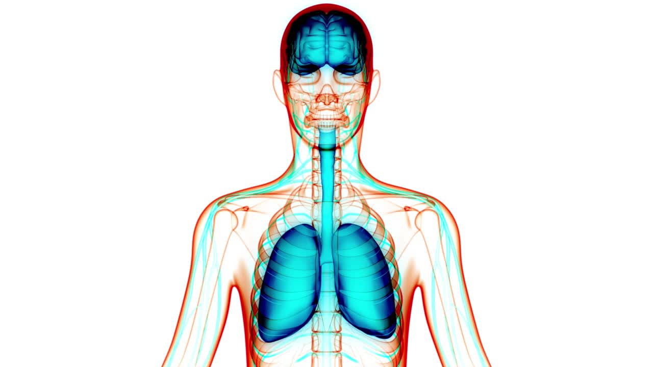 人体内部器官大脑与肺解剖动画概念视频素材