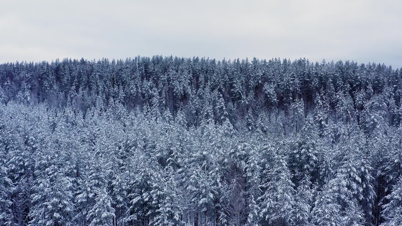 雪林里，雄蜂飞过树峰下的白色天空视频素材