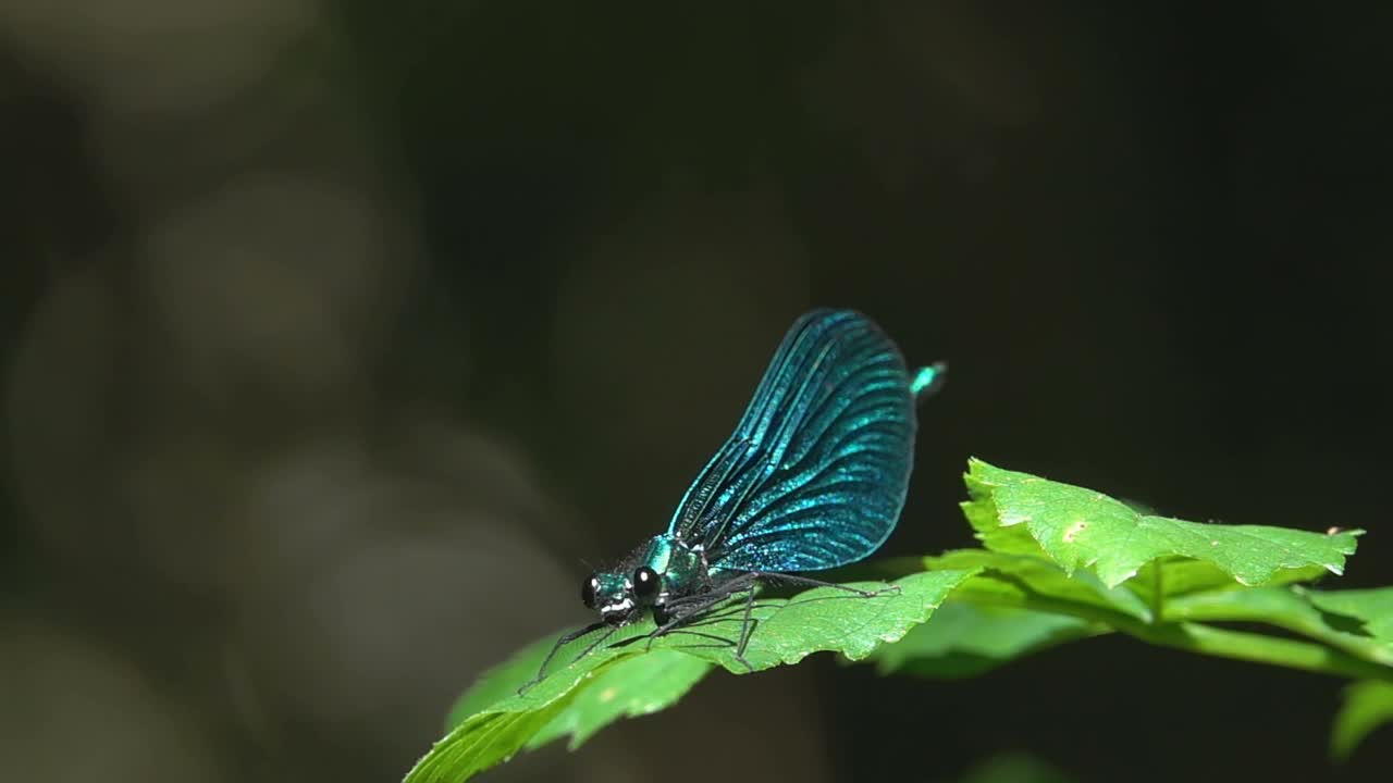 叶蜻蜓起飞。视频素材