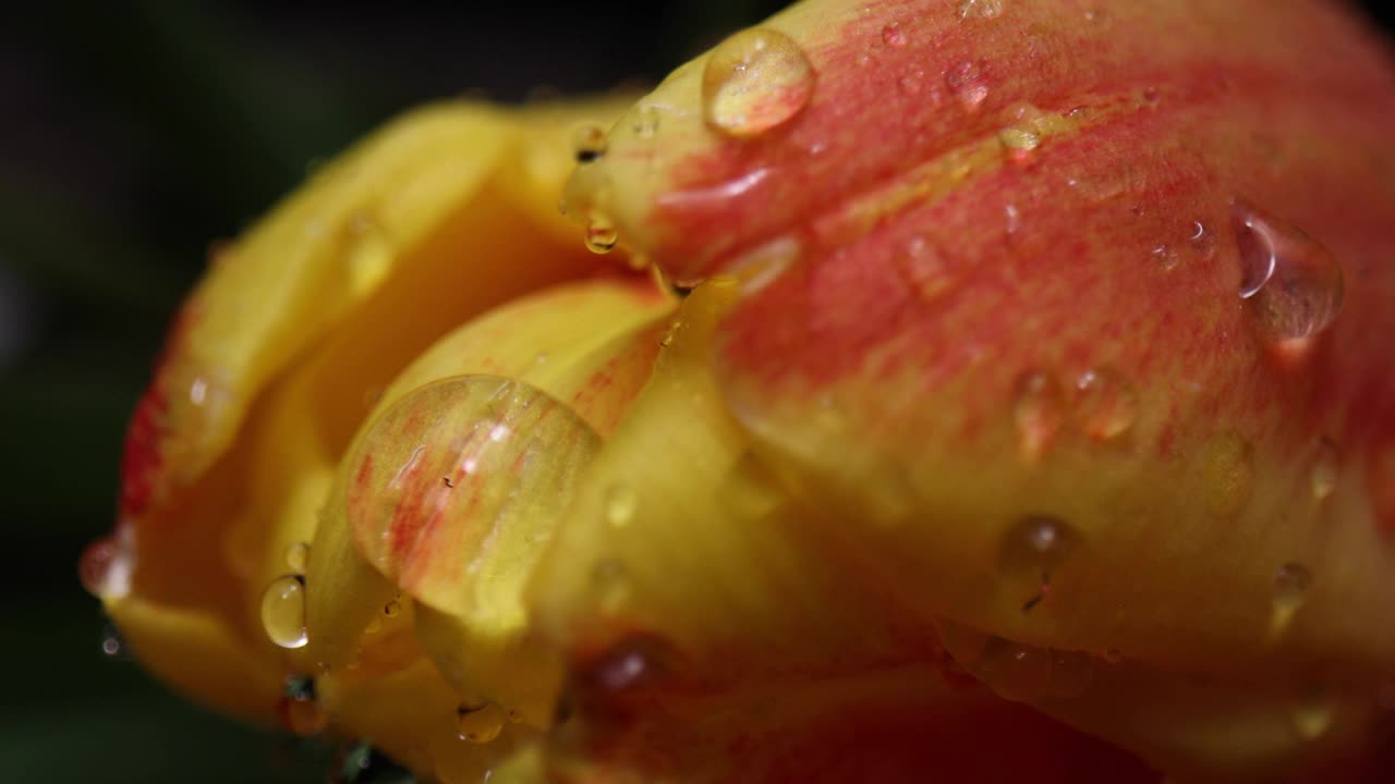 郁金香花的背景视频素材