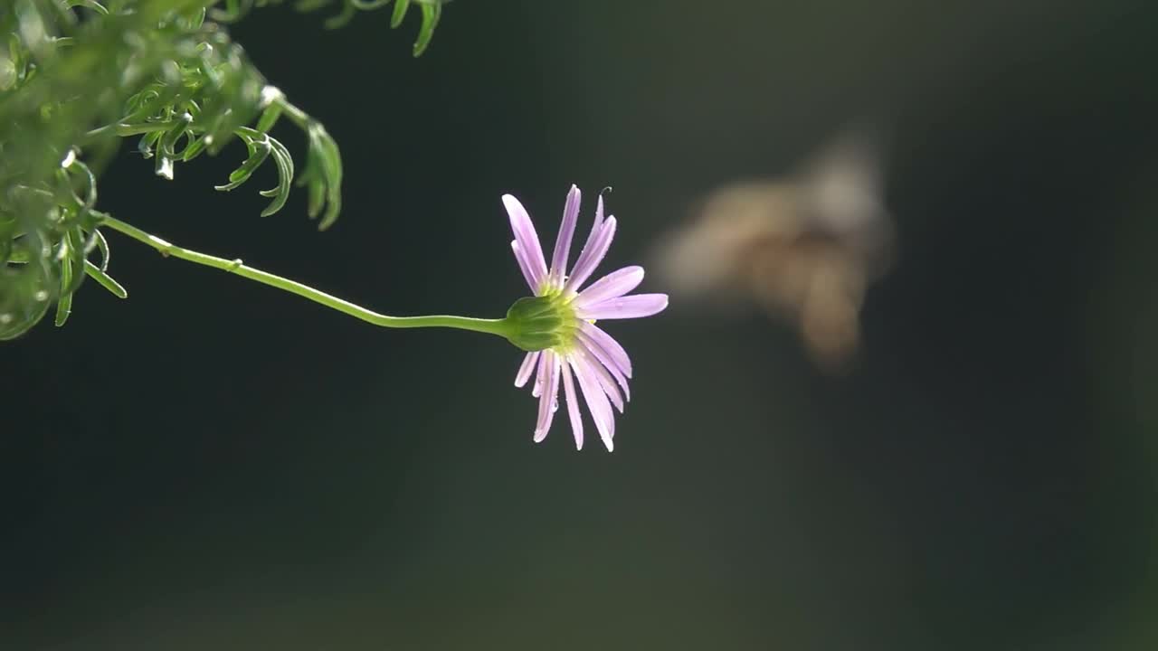 蜜蜂。飞越紫花。视频素材