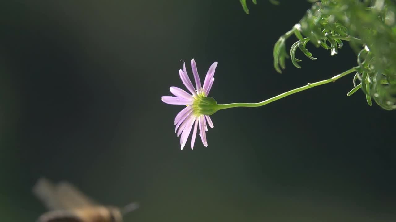 蜜蜂和小粉红花视频素材