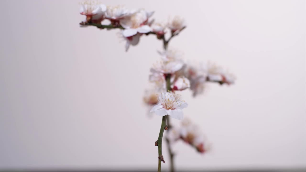 梅花视频素材