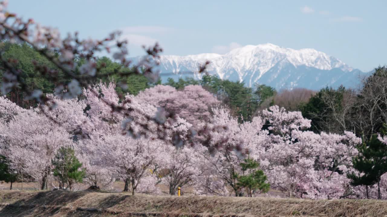 迎风摇曳的樱花，背景是雪山视频素材