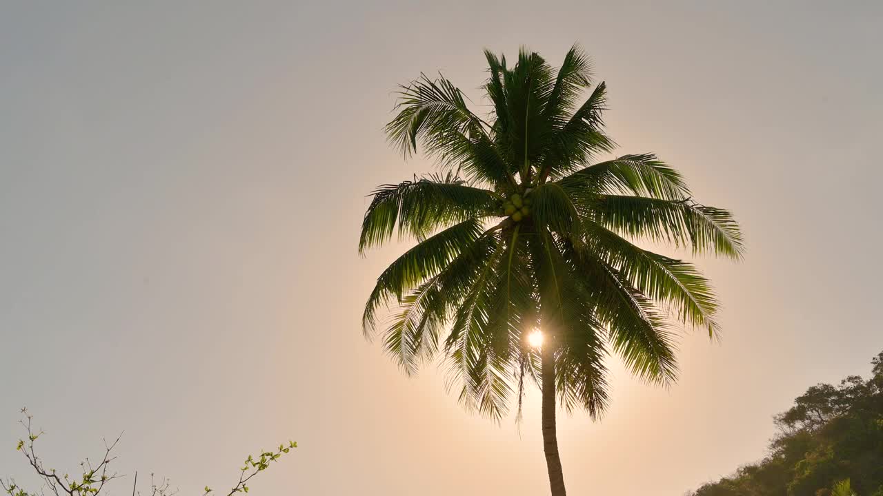 风吹着椰子树。阳光透过椰叶照射而来。在泰国的夏天视频素材