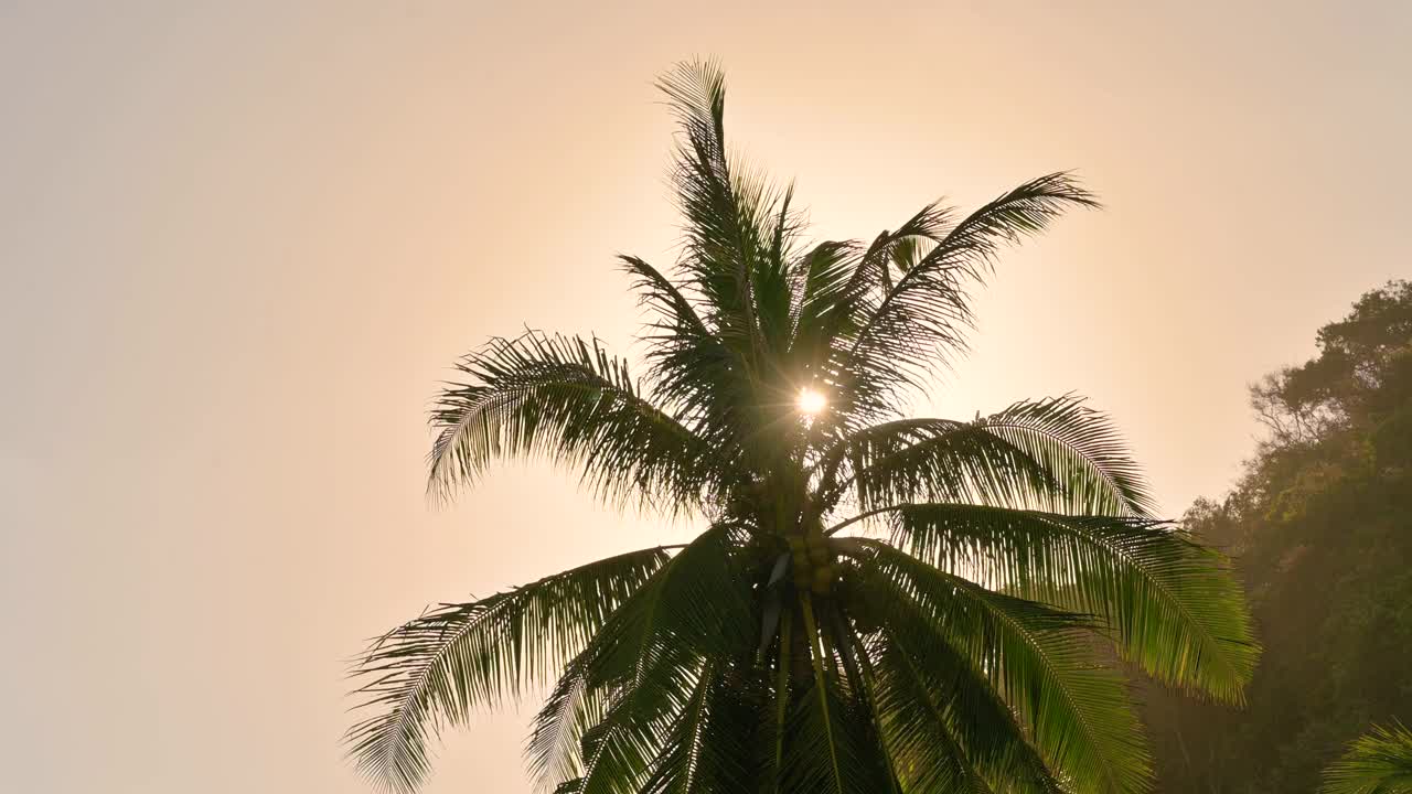 风吹着椰子树。阳光透过椰叶照射而来。在泰国的夏天视频素材