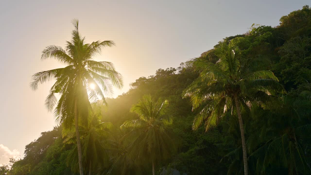 风吹着椰子树。阳光透过椰叶照射而来。在泰国的夏天视频素材