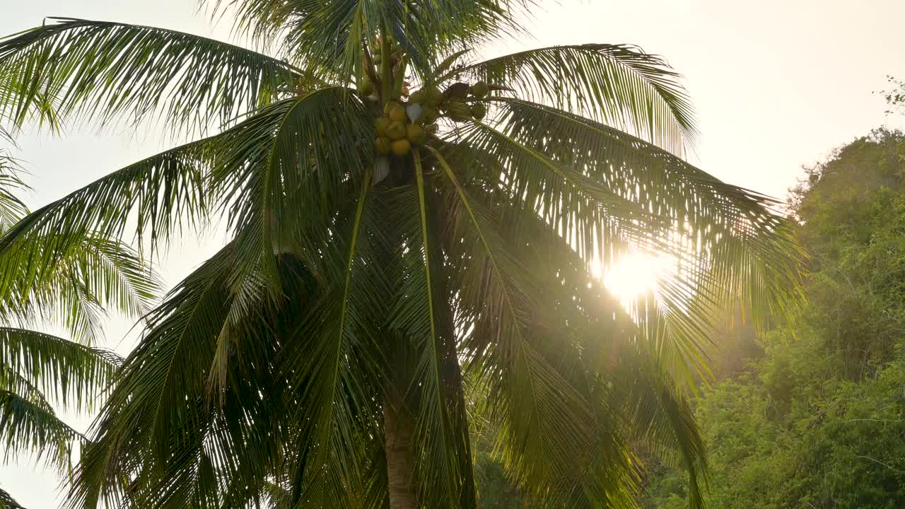 风吹着椰子树。阳光透过椰叶照射而来。在泰国的夏天视频素材