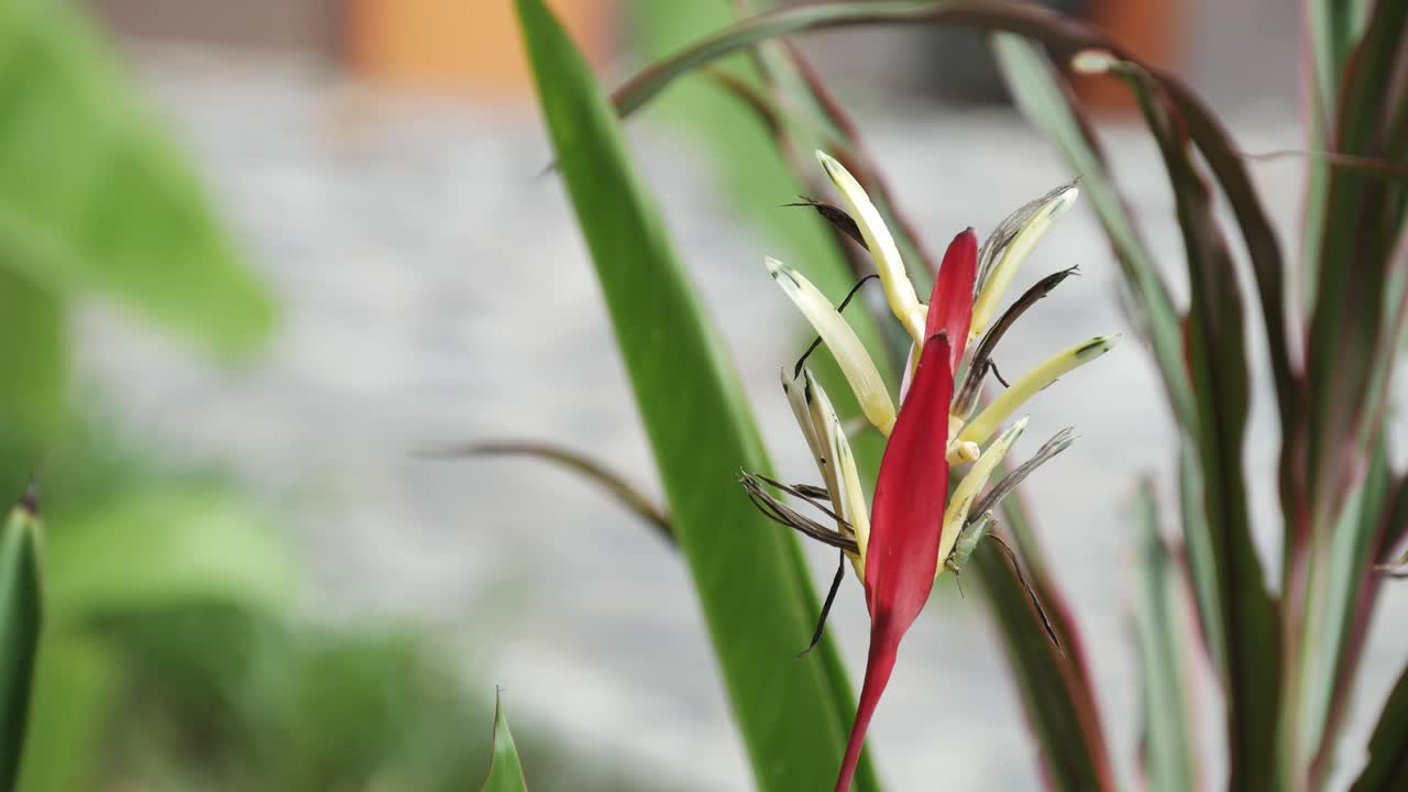 天堂鸟在花园里开花视频素材