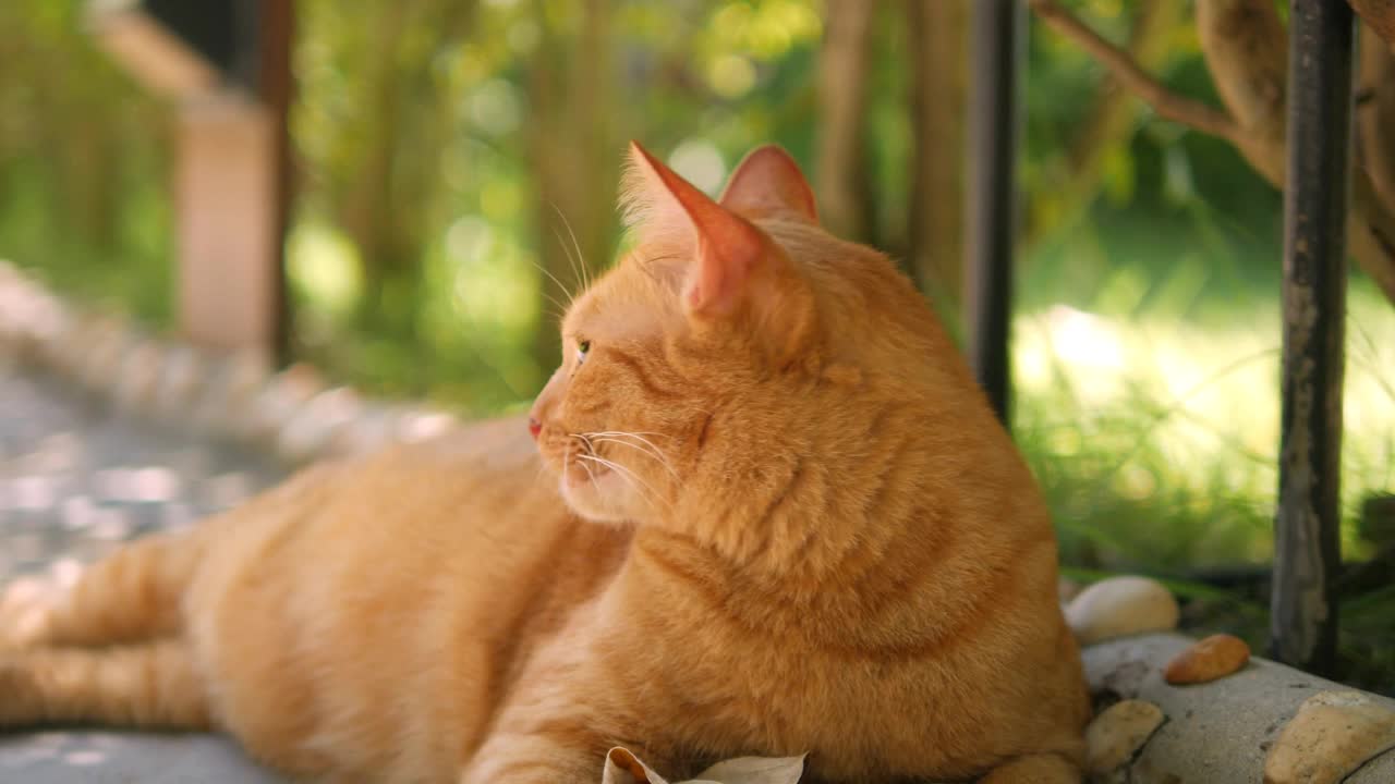 花园里的姜猫视频素材