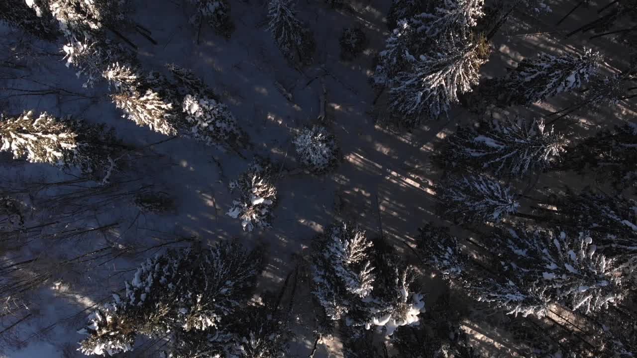 早晨阳光明媚的冬天森林。冷杉和雪视频素材