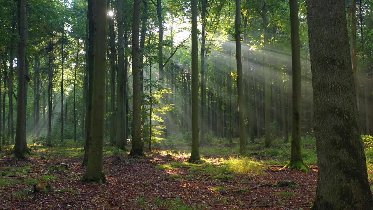 美丽阳光明媚的早晨在绿色的森林视频素材
