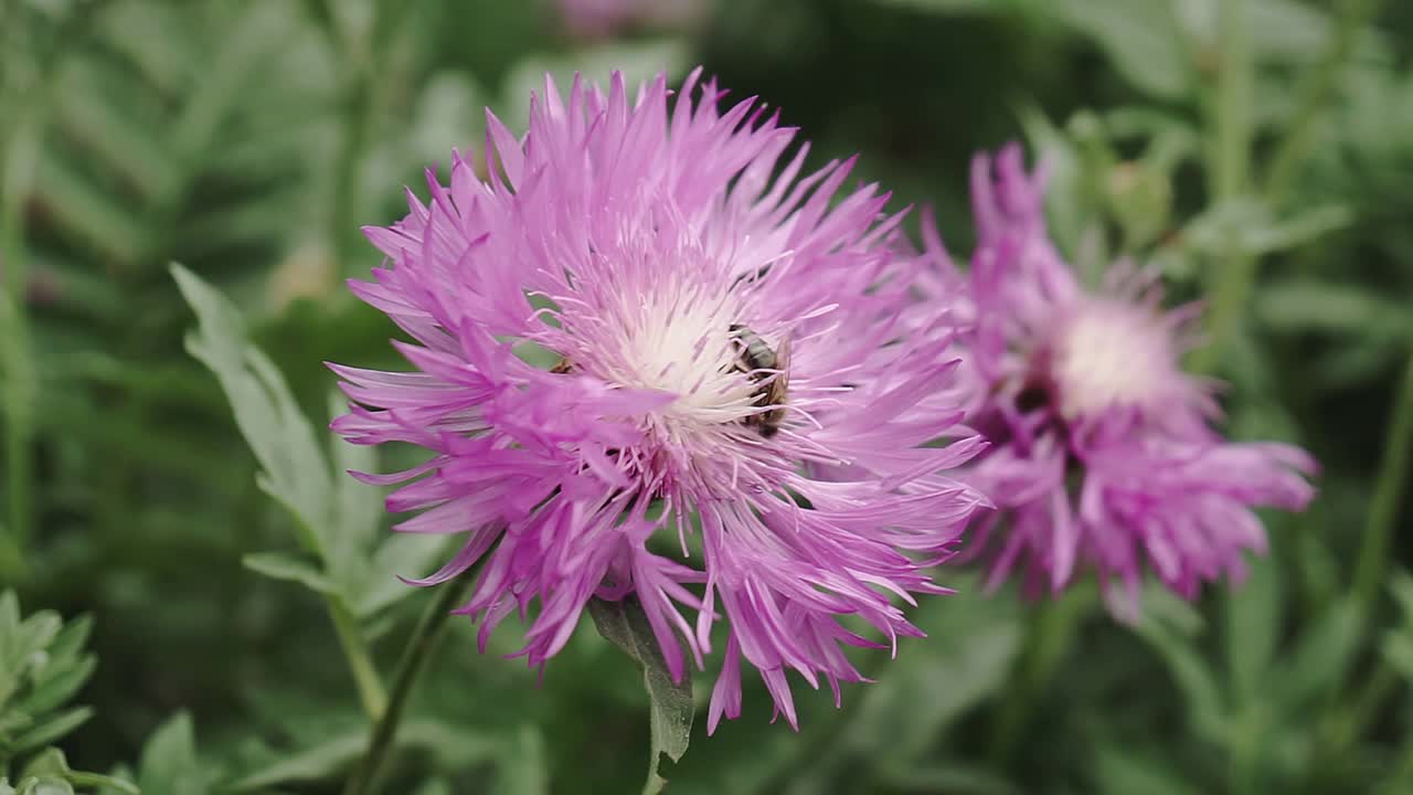 一只蜜蜂在花园里从蓝色的花朵上采集花蜜视频素材