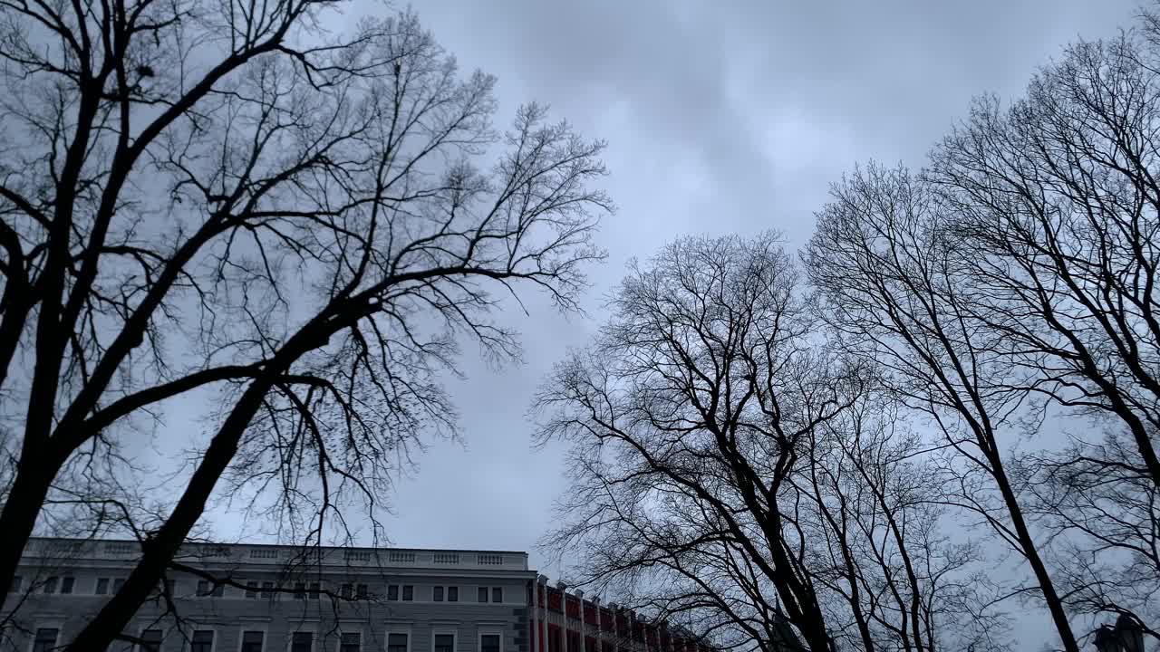 一大群鸟在树木和建筑物周围飞行，摄像机在鸽子后面拍视频素材