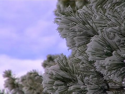 雪视频素材