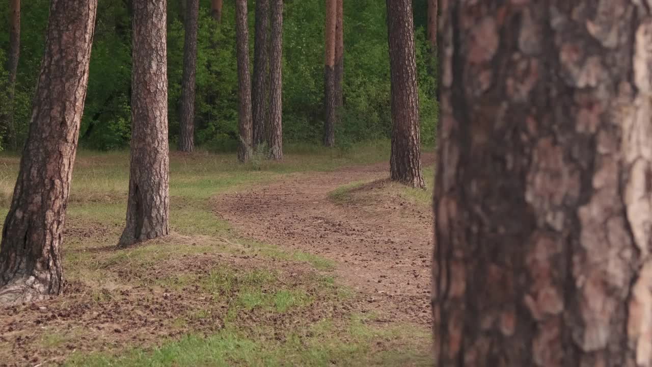 家庭在森林里骑自行车的后视图视频素材