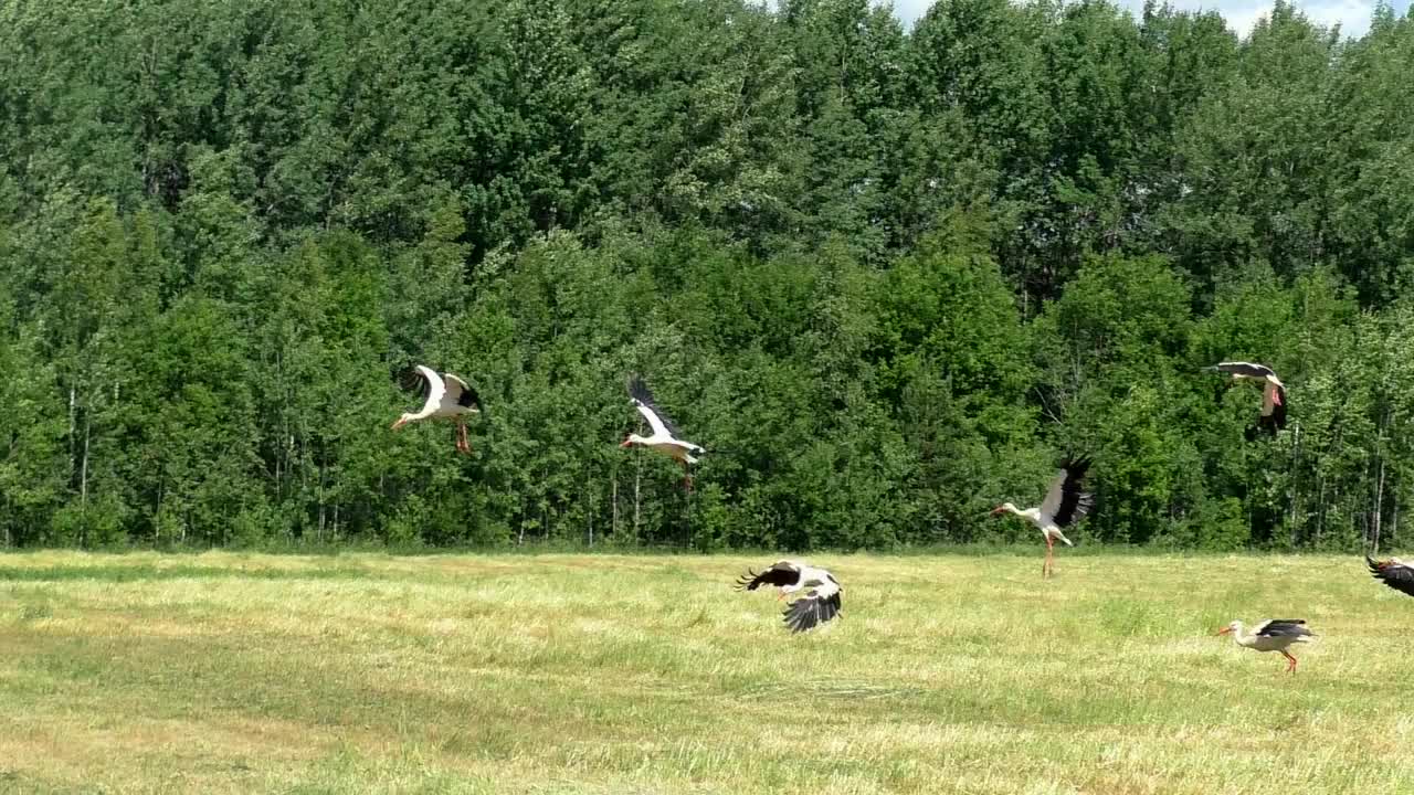 白鹳飞过田野。视频素材