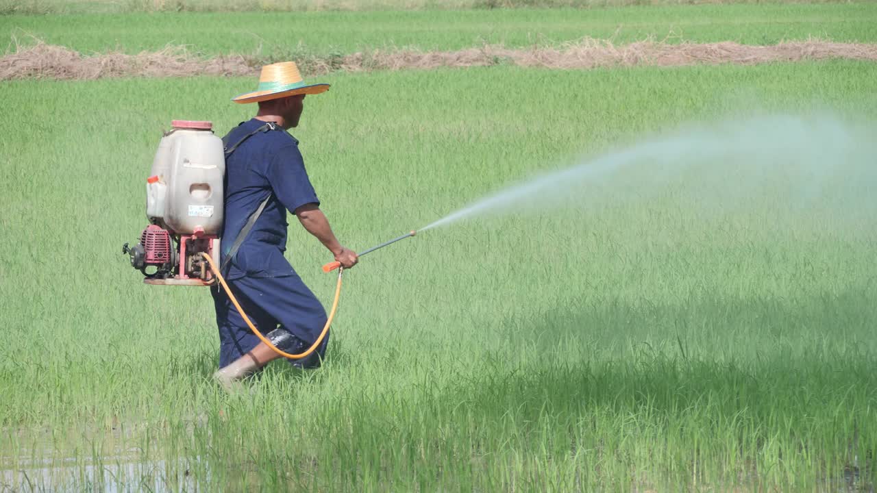 农民在稻田里喷洒除草剂视频素材