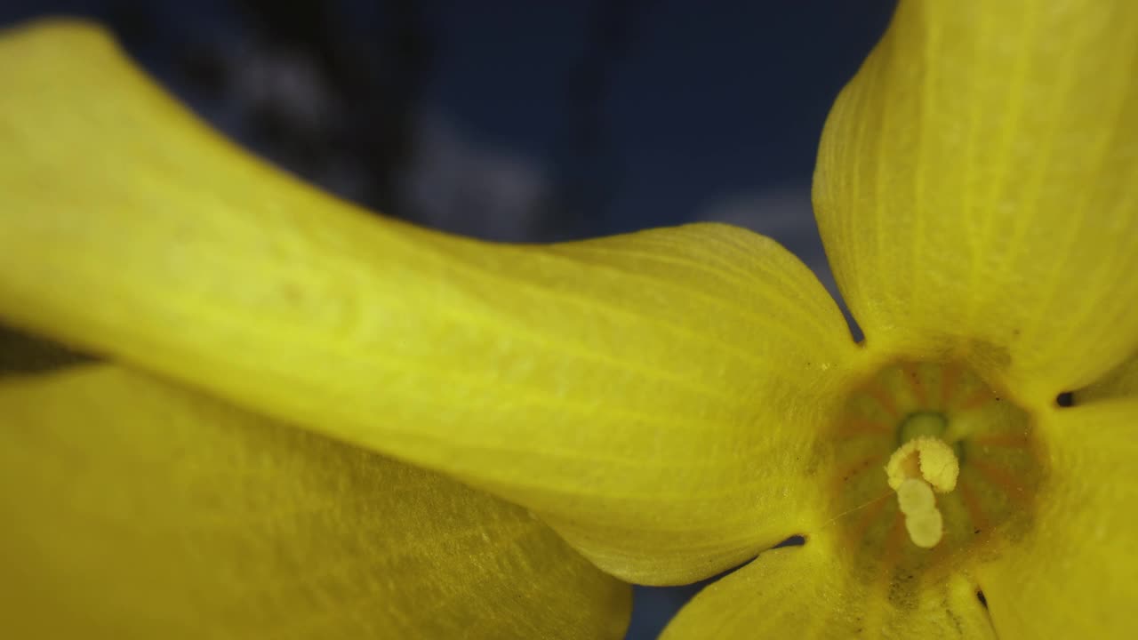 超宏花视频素材