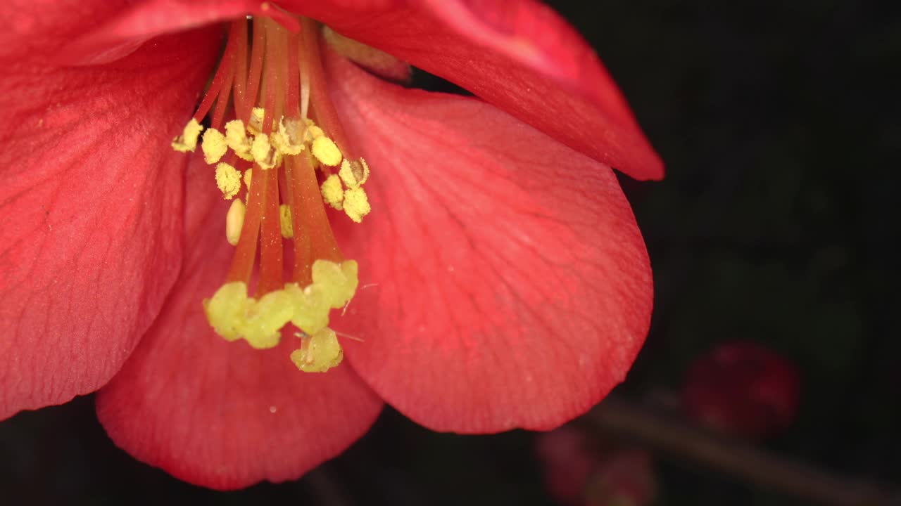 超宏花视频素材