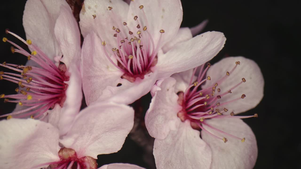 超宏花视频素材