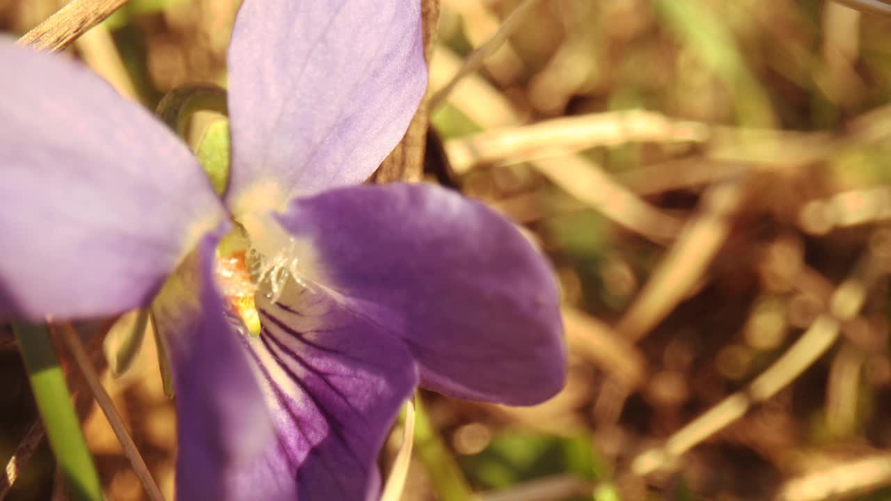 超宏花视频素材